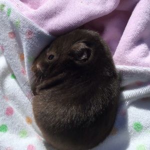 Meet your Posher, Abby